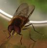 Parasyrphus punctulatus